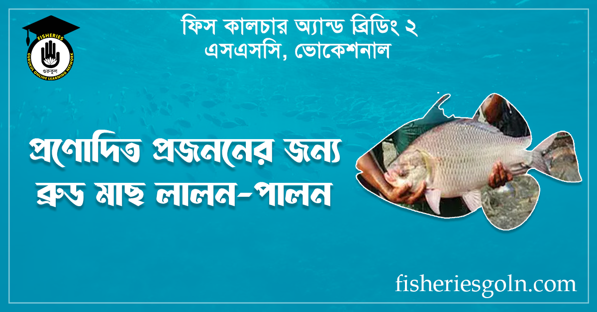 প্রণোদিত প্রজননের জন্য ব্রুড মাছ লালন পালন