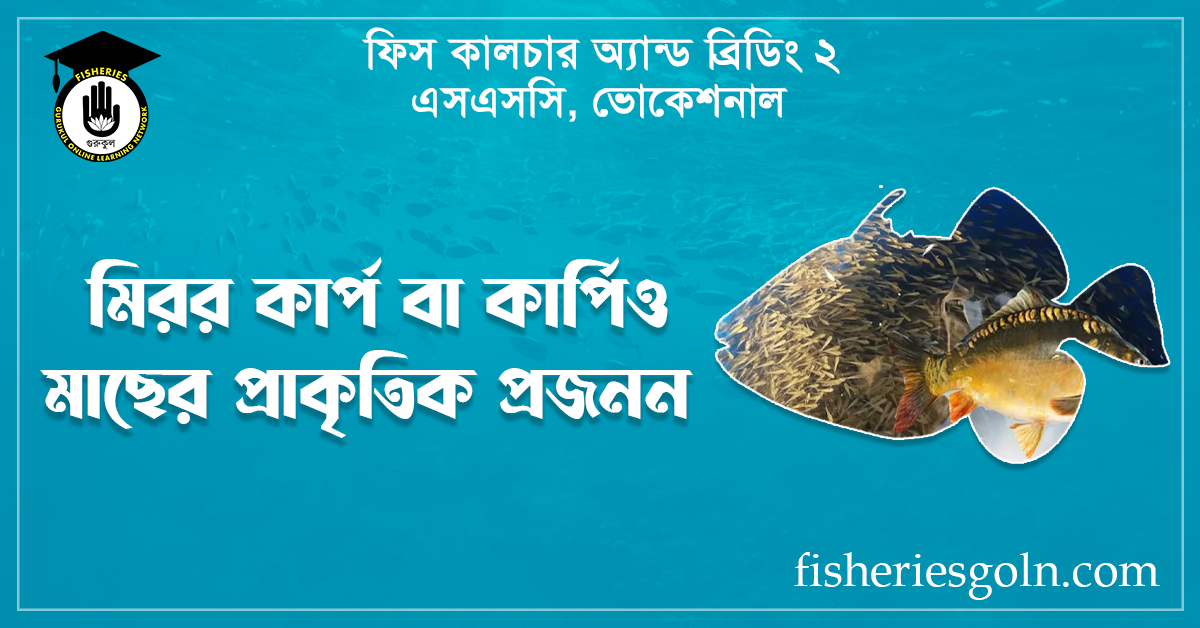 মিরর কার্প বা কার্পিও মাছের প্রাকৃতিক প্রজনন