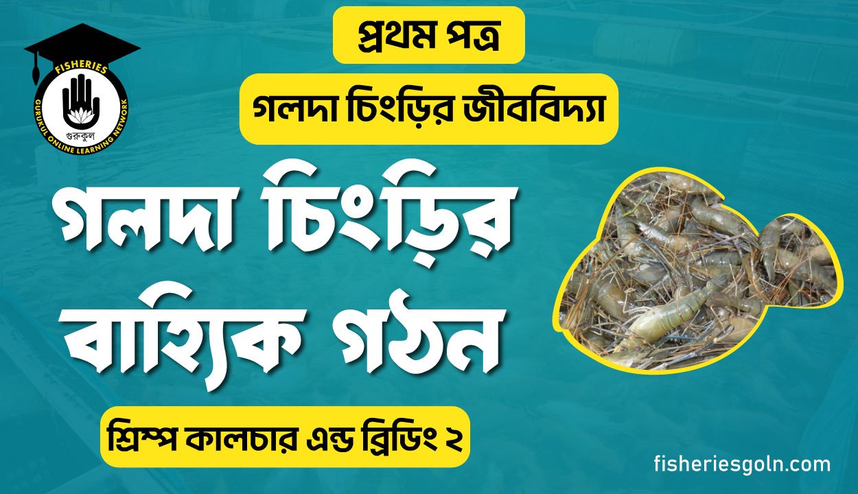 গলদা চিংড়ির বাহ্যিক গঠন