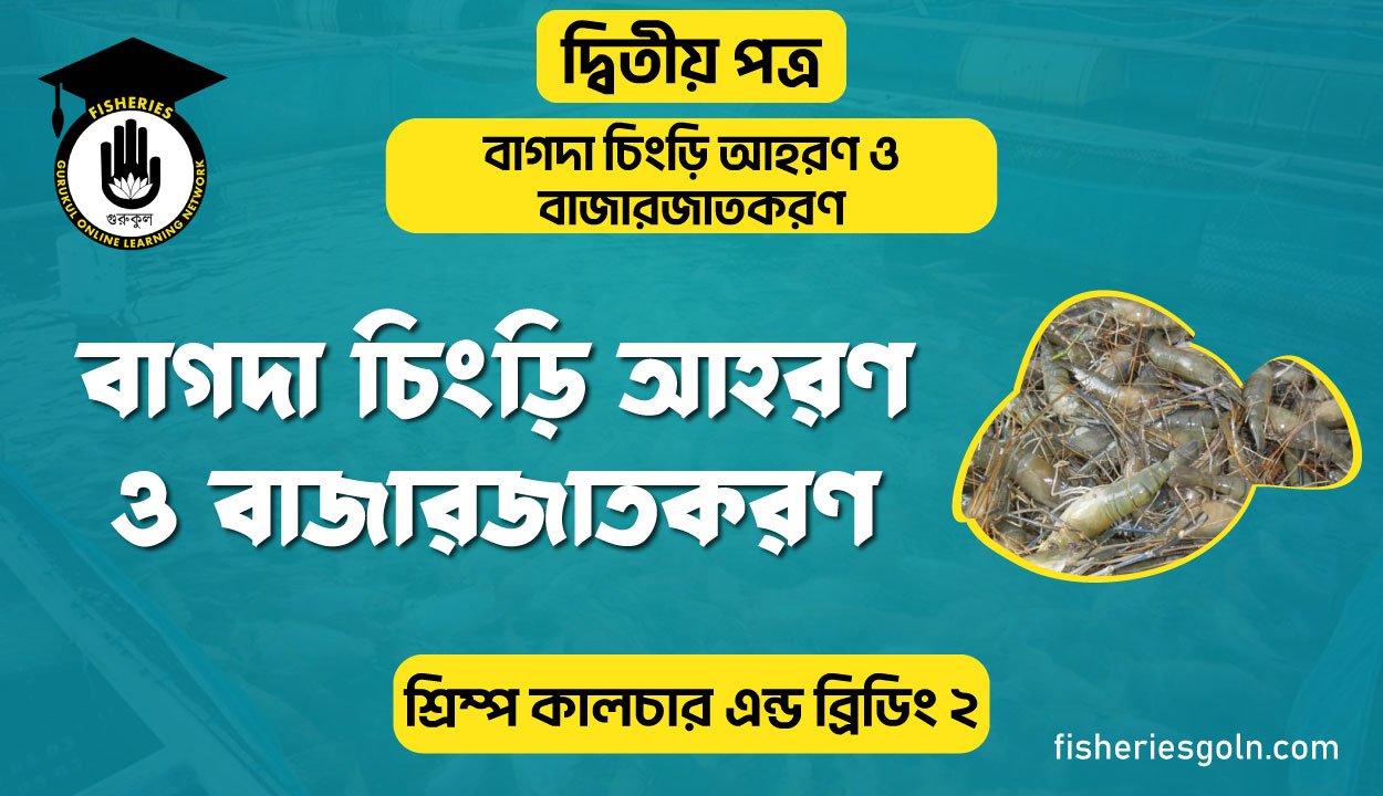 বাগদা চিংড়ি আহরণ ও বাজারজাতকরণ | অধ্যায়-১ | শ্রিম্প কালচার এন্ড ব্রিডিং-১