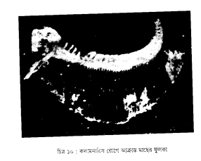 ব্যাকটেরিয়াজনিত রোগ