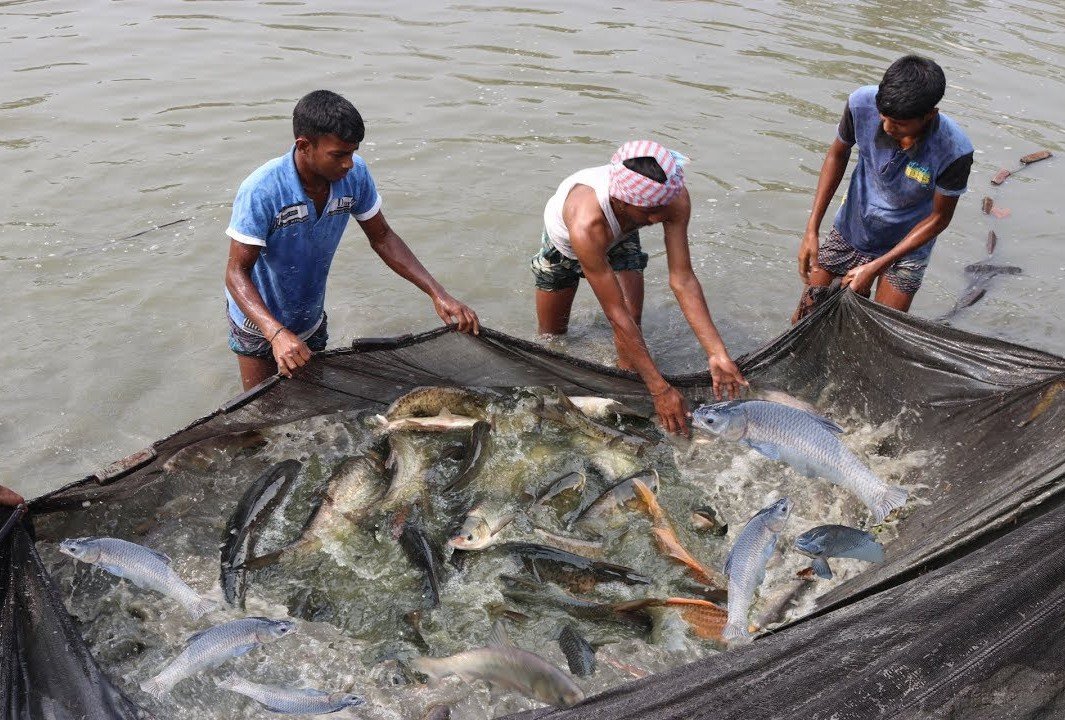 মিঠা পানি ও লোনা পানির পরজীবীসমূহ