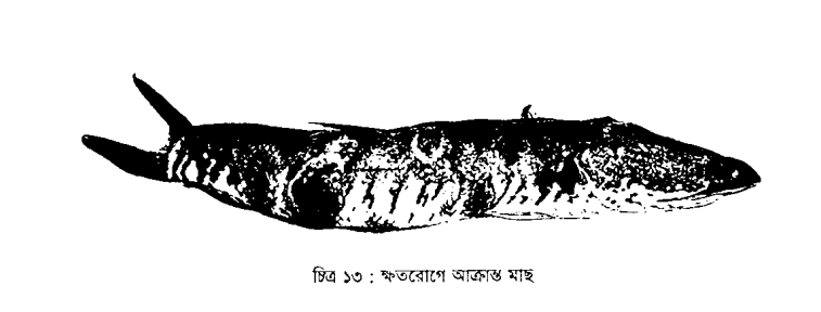 ক্ষত রোগ