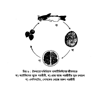 পরজীবীর জীবনবৃত্তান্ত