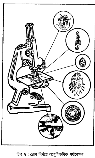 বাহ্যিক লক্ষণ দেখে রোগাক্রান্ত মাছ শনাক্তকরণ