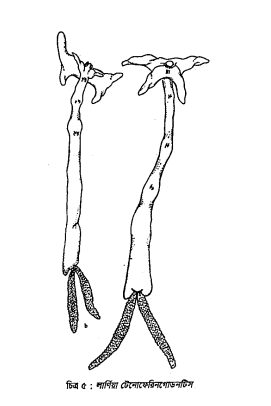 সাধারণ মৎস্য পরজীবী ও তার বৈশিষ্ট্য