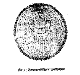 সাধারণ মৎস্য পরজীবী ও তার বৈশিষ্ট্য