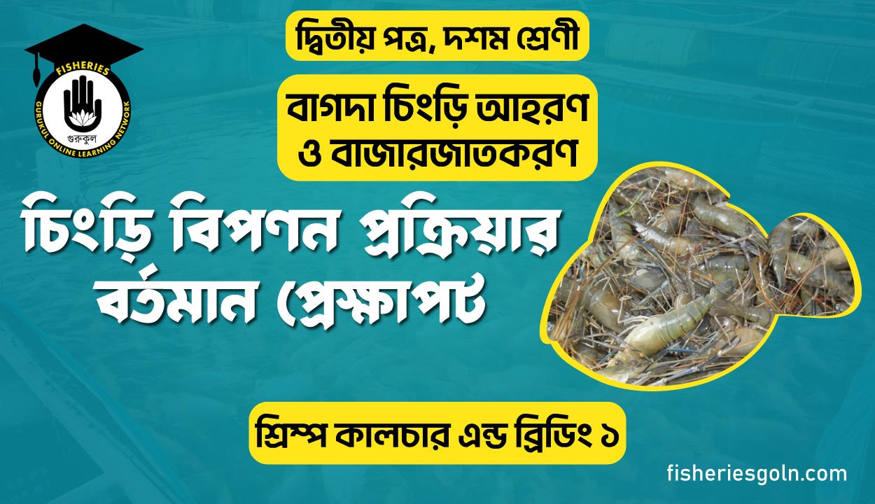 চিংড়ি বিপণন প্রক্রিয়ার বর্তমান প্রেক্ষাপট | অধ্যায়-১ | শ্রিম্প কালচার এন্ড ব্রিডিং ১