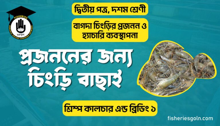 প্রজননের জন্য চিংড়ি বাছাই | অধ্যায়-৩ | শ্রিম্প কালচার এন্ড ব্রিডিং ১