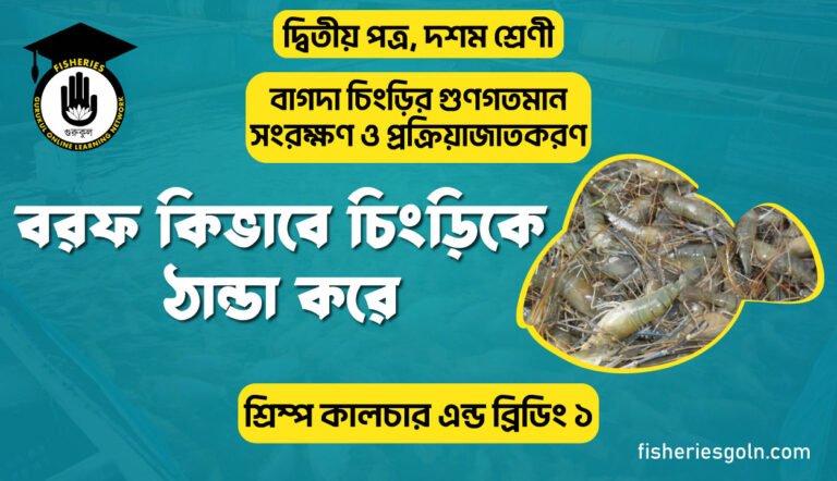 বরফ কিভাবে চিংড়িকে ঠান্ডা করে | অধ্যায়-২ | শ্রিম্প কালচার এন্ড ব্রিডিং ১