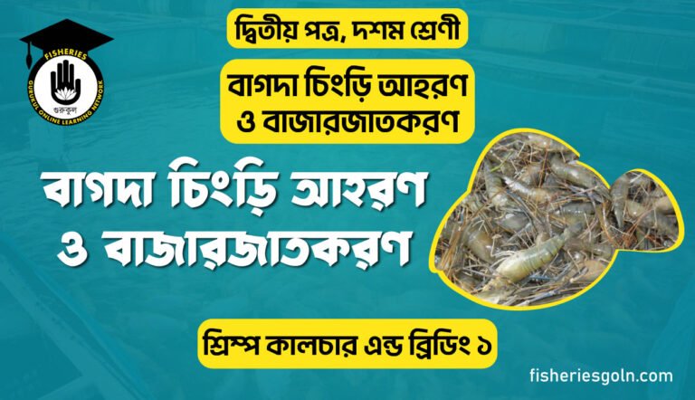বাগদা চিংড়ি আহরন ও বাজারজাতকরণ অধ্যায়ের প্রশ্নমালা | অধ্যায়-১ | শ্রিম্প কালচার এন্ড ব্রিডিং ১
