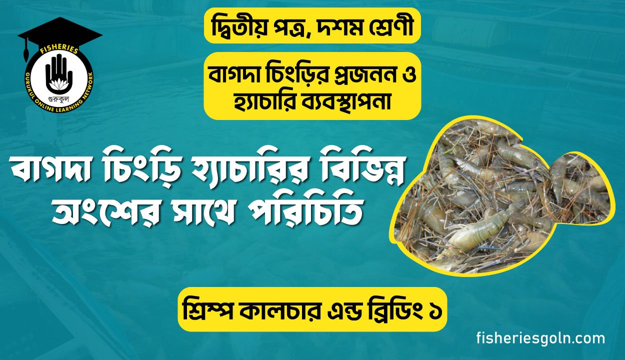বাগদা চিংড়ি হ্যাচারির বিভিন্ন অংশের সাথে পরিচিতি | অধ্যায়-৩ | শ্রিম্প কালচার এন্ড ব্রিডিং ১