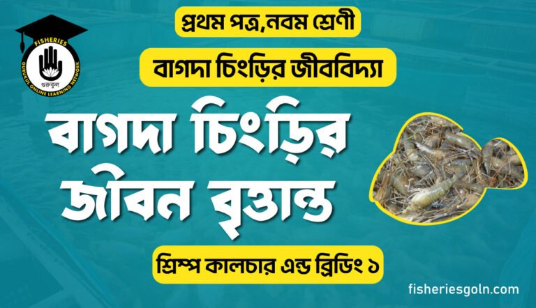 বাগদা চিংড়ির জীবন বৃত্তান্ত । ২য় অধ্যায় । শ্রিম্প কালচার এন্ড ব্রিডিং ১
