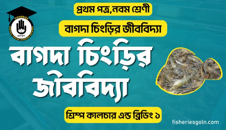 বাগদা চিংড়ির জীববিদ্যা । ২য় অধ্যায় । শ্রিম্প কালচার এন্ড ব্রিডিং ১