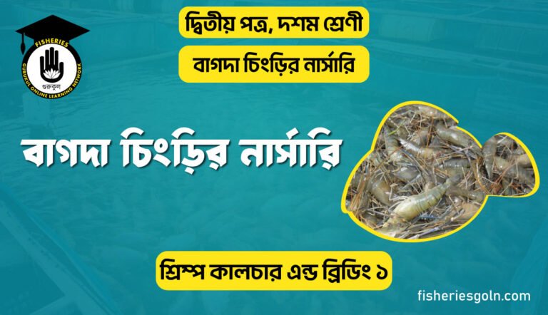 বাগদা চিংড়ির নার্সারি
