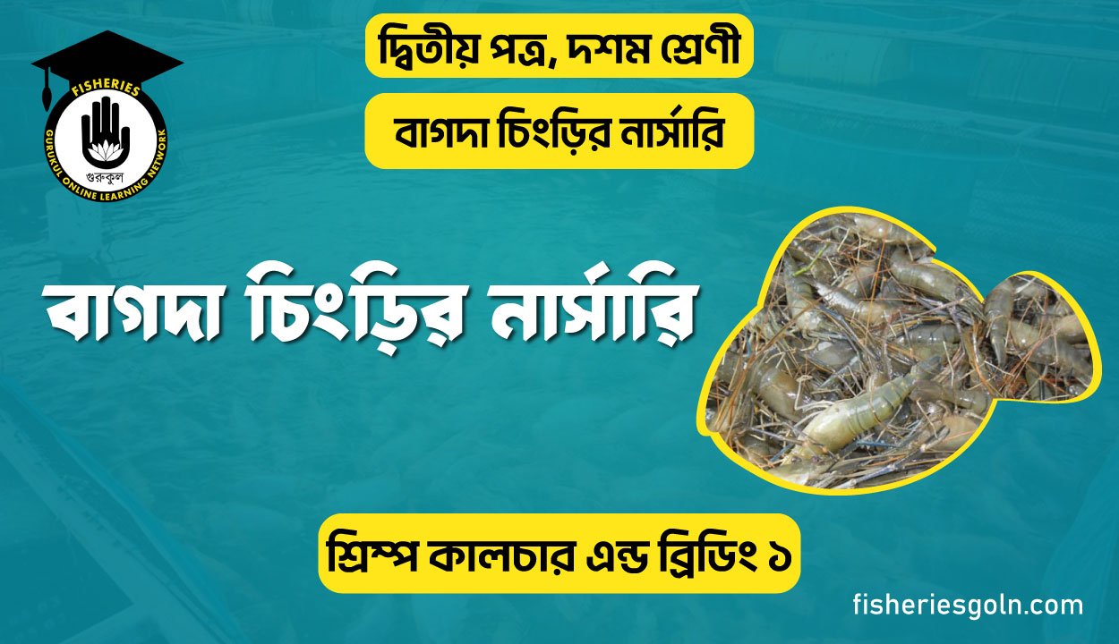 বাগদা চিংড়ির নার্সারি