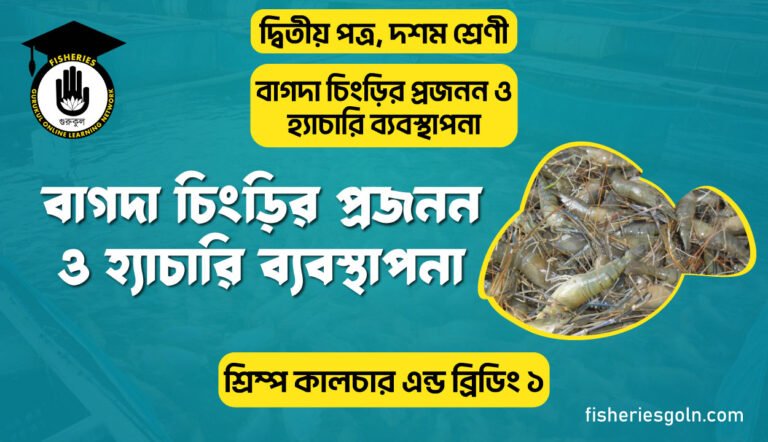বাগদা চিংড়ির প্রজনন ও হ্যাচারি ব্যবস্থাপনা | অধ্যায়-৩ | শ্রিম্প কালচার এন্ড ব্রিডিং ১