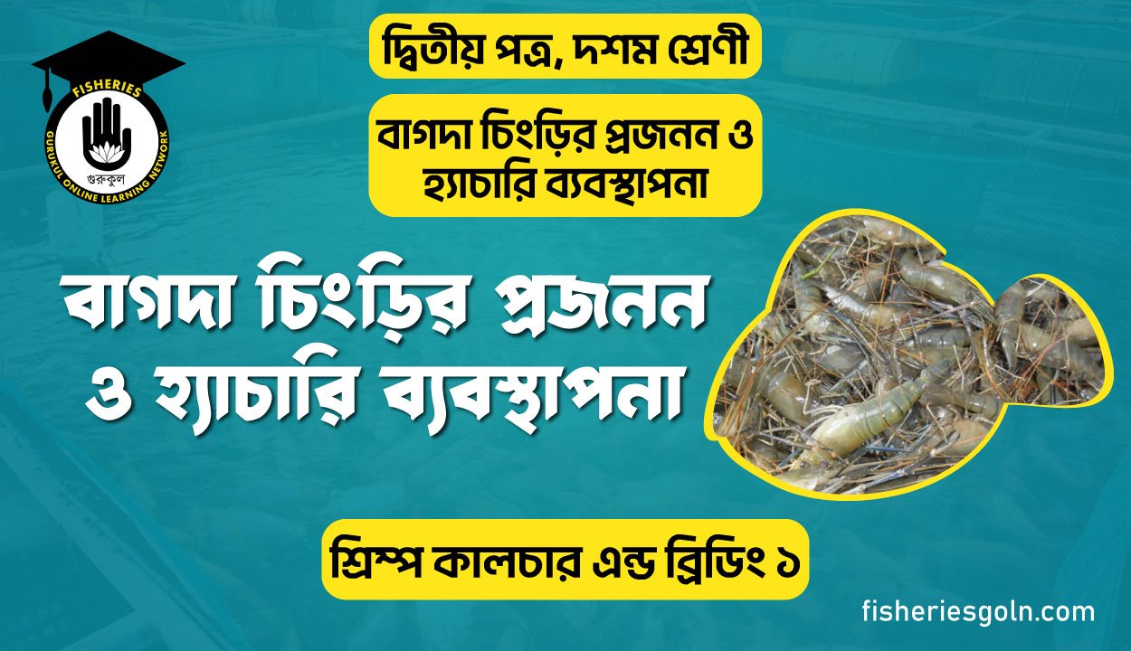 বাগদা চিংড়ির প্রজনন ও হ্যাচারি ব্যবস্থাপনা | অধ্যায়-৩ | শ্রিম্প কালচার এন্ড ব্রিডিং ১