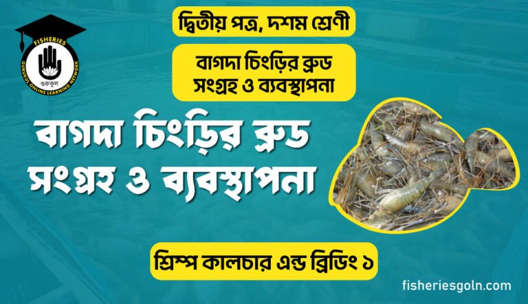 বাগদা চিংড়ির ব্রুড সংগ্রহ ও ব্যবস্থাপনা