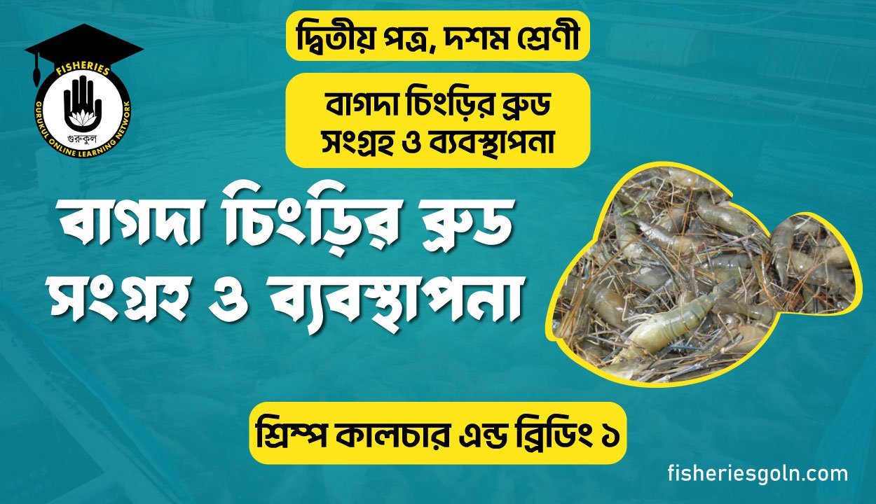 বাগদা চিংড়ির ব্রুড সংগ্রহ ও ব্যবস্থাপনা