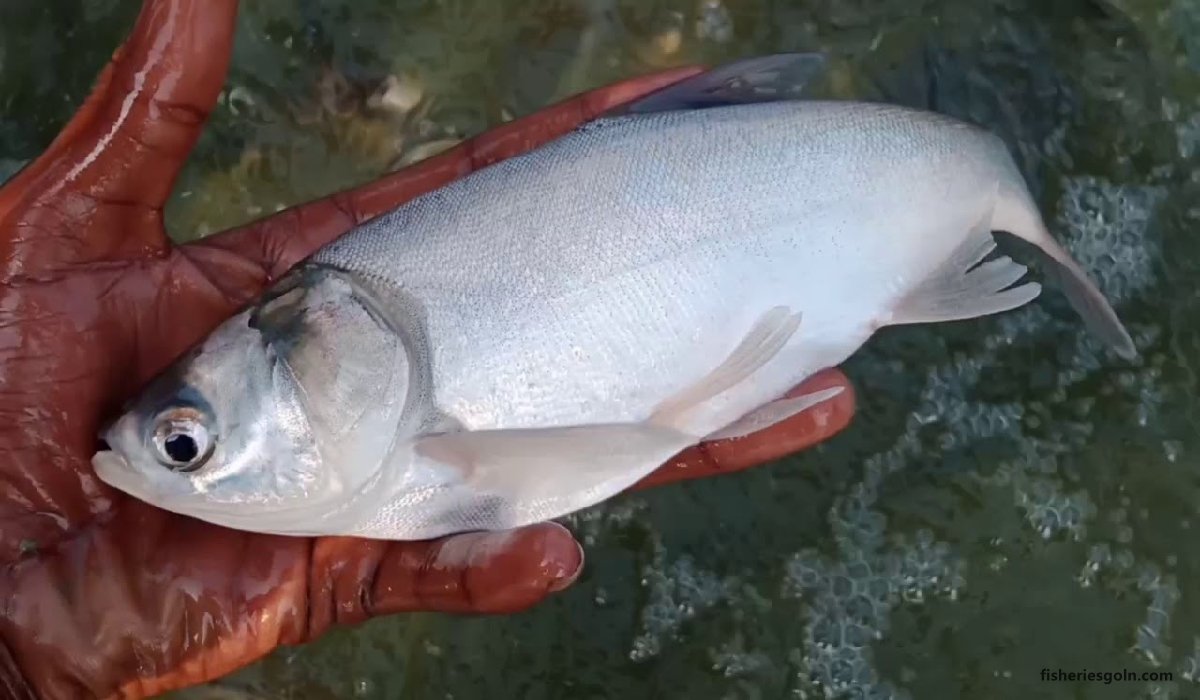 অভ্যন্তরীণ অঙ্গাদির রোগ