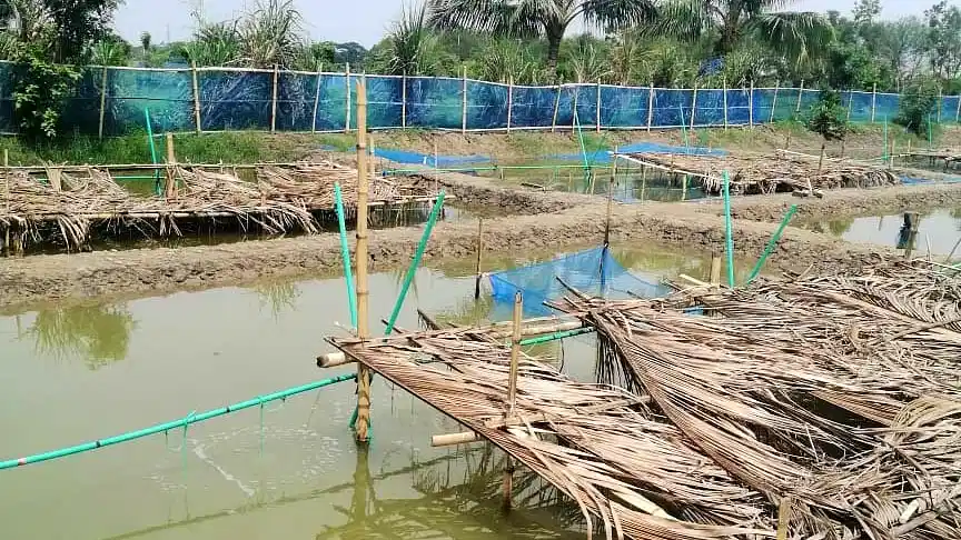 গলদা চিংড়ির খাদ্য ও খাদ্য ব্যবস্থাপনা | অধ্যায়-৭ | শ্রিম্প কালচার এন্ড ব্রিডিং-২