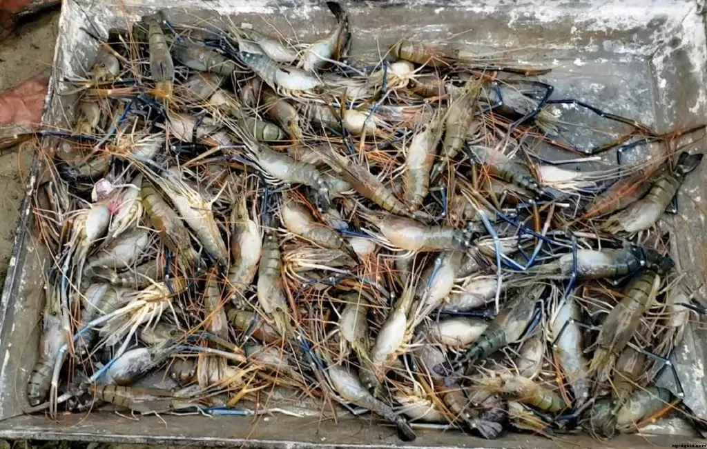 গলদা চিংড়ির খাদ্য ও খাদ্য ব্যবস্থাপনা | অধ্যায়-৭ | শ্রিম্প কালচার এন্ড ব্রিডিং-২