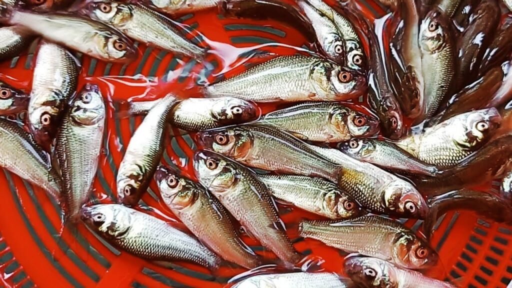 কাতলা মাছ চাষ